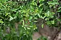 Ximenia americana leaves at Chilkur near Hyderabad, India.