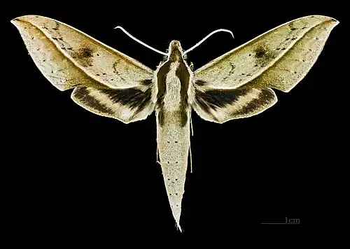 Female dorsal view