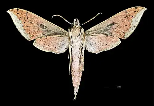 Female ventral view