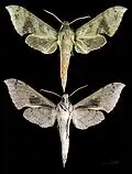 Xylophanes germen