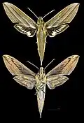 Xylophanes indistincta