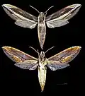 Xylophanes pyrrhus