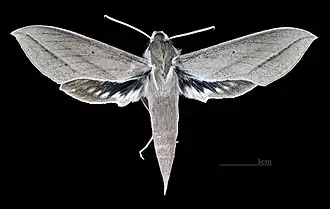 Female dorsal