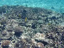Coral reef