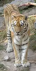 Tiger.