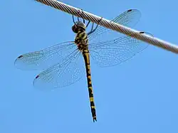 Female in Cairns