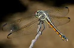 Female from behind