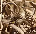 Female in KwaZulu-Natal