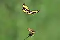 Courting