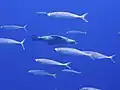 California Sea lions (Zalophus californianus) swimming past fish, Guadalupe Island, Mexico