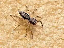 Female