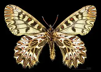 Male bottom