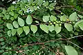 Ziziphus oenoplia in Shamirpet, Rangareddy district, Andhra Pradesh, India