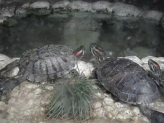 Red-eared slider