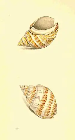 Babylonia lutosa