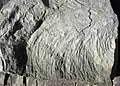 Another Zoophycos trace fossil from Kentucky