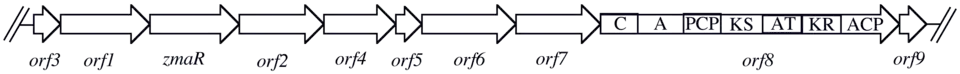 Gene organization of the Zwittermicin A biosynthetic cluster.
