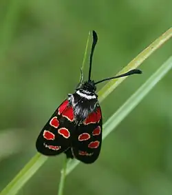 Adult