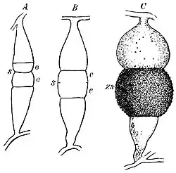 From Otto's Encyclopedia.