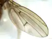Image of melanin deposition along the anterior and posterior costal wing veins of a D. phalerata female