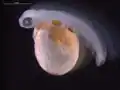 Newly hatched rainbow trout