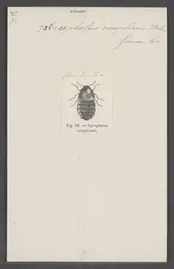 Encephalus