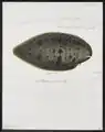 Freshwater sole, Brachirus panoides
